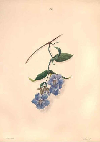 Reproducción/Reproduction 47848139411: Brazilian flowers drawn from nature in the years 1880-1882,. Coombe Croft,1893.. 