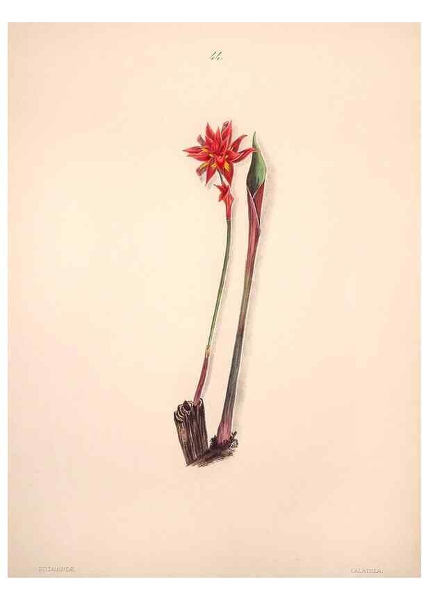 Reproducción/Reproduction 32904029937: Brazilian flowers drawn from nature in the years 1880-1882,. Coombe Croft,1893.. 