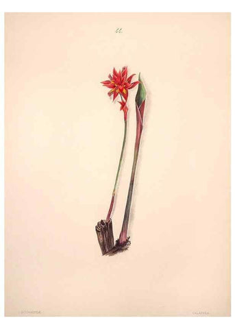 Reproducción/Reproduction 32904029937: Brazilian flowers drawn from nature in the years 1880-1882,. Coombe Croft,1893.. 