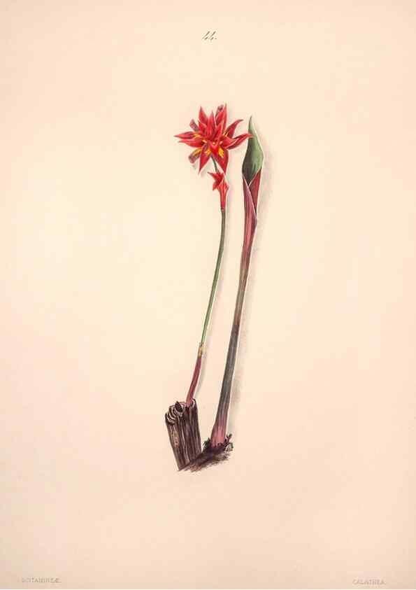 Reproducción/Reproduction 32904029937: Brazilian flowers drawn from nature in the years 1880-1882,. Coombe Croft,1893.. 