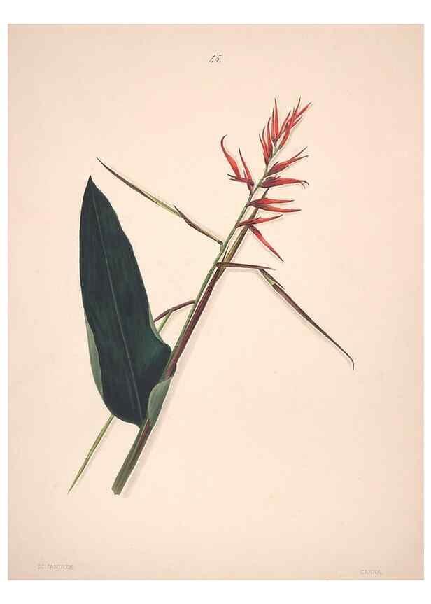 Reproducción/Reproduction 40881261943: Brazilian flowers drawn from nature in the years 1880-1882,. Coombe Croft,1893.. 
