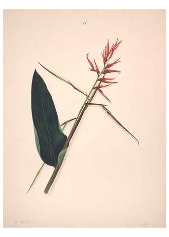 Reproducción/Reproduction 40881261943: Brazilian flowers drawn from nature in the years 1880-1882,. Coombe Croft,1893.. 