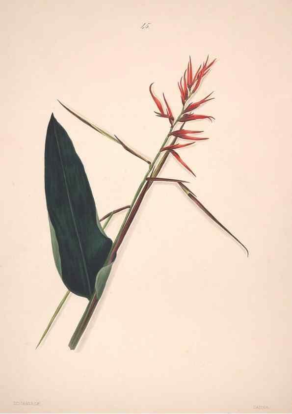 Reproducción/Reproduction 40881261943: Brazilian flowers drawn from nature in the years 1880-1882,. Coombe Croft,1893.. 