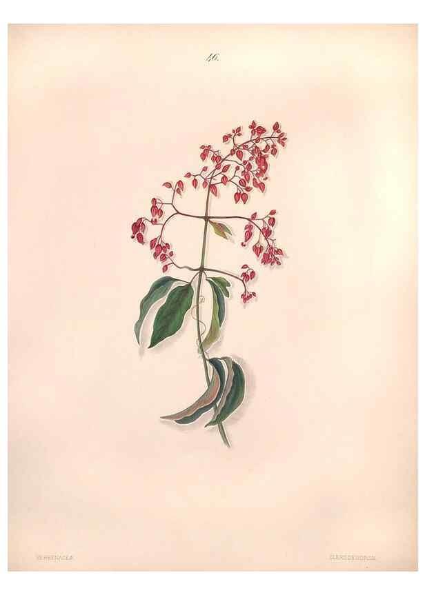 Reproducción/Reproduction 46931817995: Brazilian flowers drawn from nature in the years 1880-1882,. Coombe Croft,1893.. 