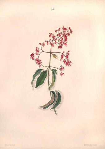 Reproducción/Reproduction 46931817995: Brazilian flowers drawn from nature in the years 1880-1882,. Coombe Croft,1893.. 