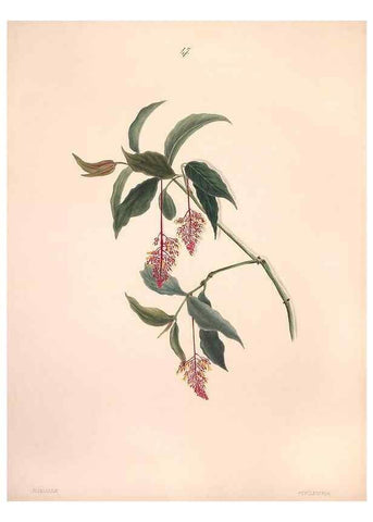 Reproducción/Reproduction 33970698128: Brazilian flowers drawn from nature in the years 1880-1882,. Coombe Croft,1893.. 