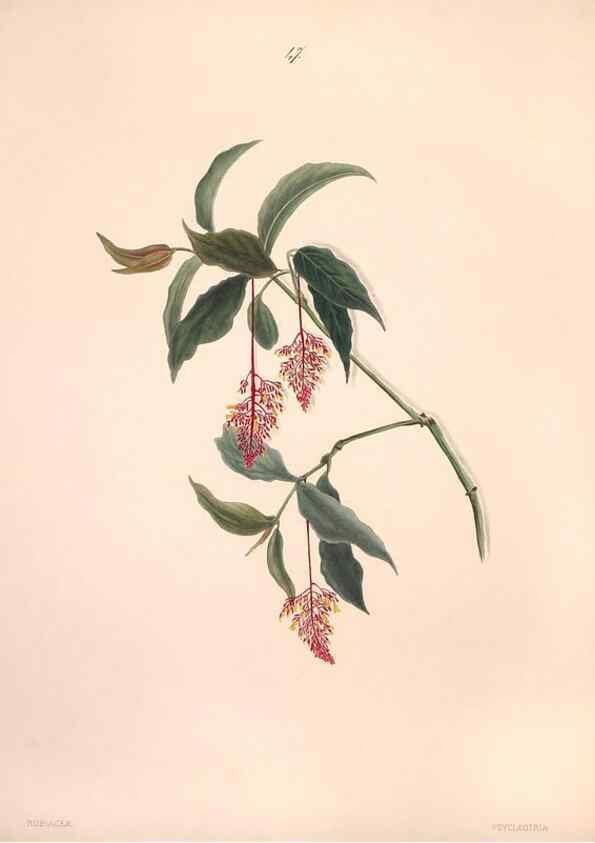 Reproducción/Reproduction 33970698128: Brazilian flowers drawn from nature in the years 1880-1882,. Coombe Croft,1893.. 