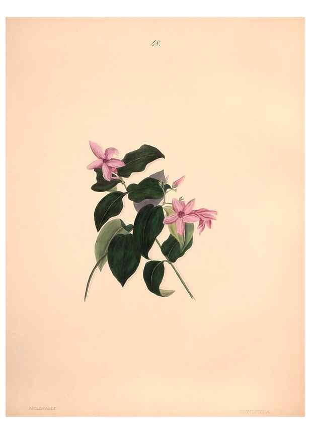 Reproducción/Reproduction 47058439044: Brazilian flowers drawn from nature in the years 1880-1882,. Coombe Croft,1893.. 