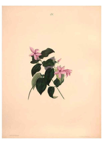 Reproducción/Reproduction 47058439044: Brazilian flowers drawn from nature in the years 1880-1882,. Coombe Croft,1893.. 
