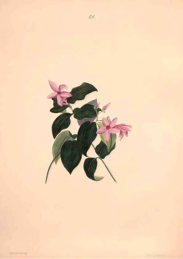 Reproducción/Reproduction 47058439044: Brazilian flowers drawn from nature in the years 1880-1882,. Coombe Croft,1893.. 