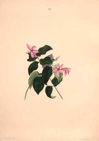 Reproducción/Reproduction 47058439044: Brazilian flowers drawn from nature in the years 1880-1882,. Coombe Croft,1893.. 