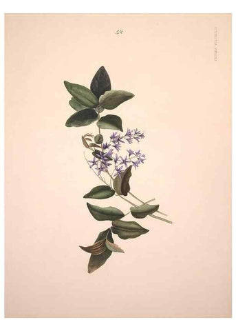 Reproducción/Reproduction 40881264143: Brazilian flowers drawn from nature in the years 1880-1882,. Coombe Croft,1893.. 