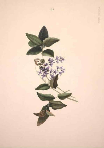 Reproducción/Reproduction 40881264143: Brazilian flowers drawn from nature in the years 1880-1882,. Coombe Croft,1893.. 