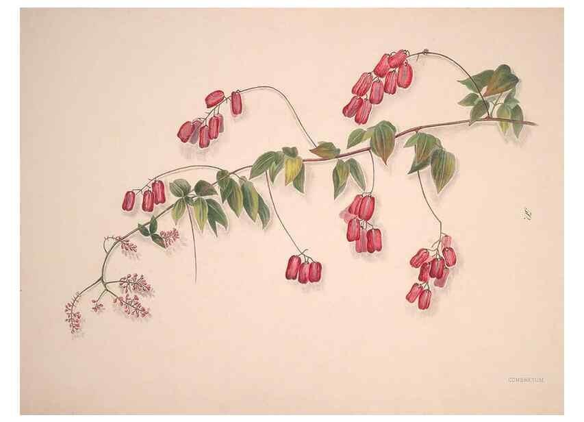 Reproducción/Reproduction 33970699808: Brazilian flowers drawn from nature in the years 1880-1882,. Coombe Croft,1893.. 