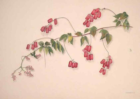 Reproducción/Reproduction 33970699808: Brazilian flowers drawn from nature in the years 1880-1882,. Coombe Croft,1893.. 