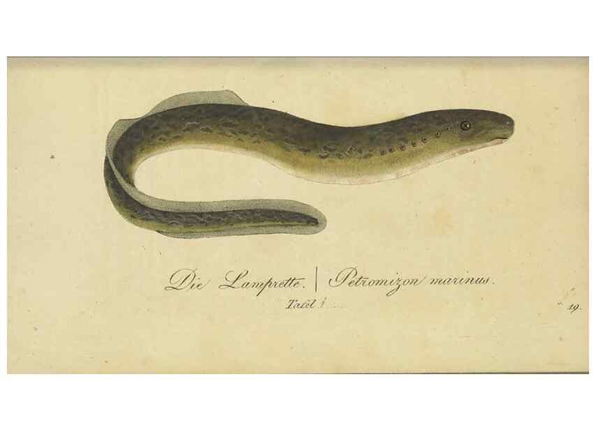 Reproducción/Reproduction 47855134811: Fauna Boica oder gemeinnützige Naturgeschichte der Thiere Bayerns /. Nürnberg :In der C.H. Zeh'schen Buchhandlung,1834.. 