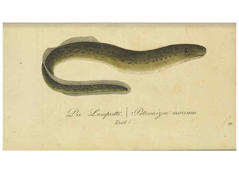 Reproducción/Reproduction 47855134811: Fauna Boica oder gemeinnützige Naturgeschichte der Thiere Bayerns /. Nürnberg :In der C.H. Zeh'schen Buchhandlung,1834.. 