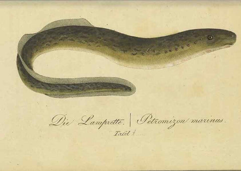 Reproducción/Reproduction 47855134811: Fauna Boica oder gemeinnützige Naturgeschichte der Thiere Bayerns /. Nürnberg :In der C.H. Zeh'schen Buchhandlung,1834.. 