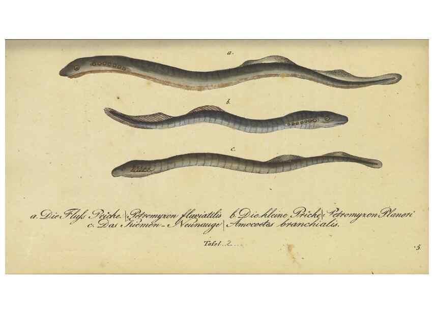 Reproducción/Reproduction 33977812968: Fauna Boica oder gemeinnützige Naturgeschichte der Thiere Bayerns /. Nürnberg :In der C.H. Zeh'schen Buchhandlung,1834.. 