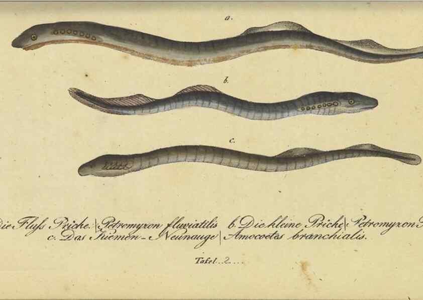 Reproducción/Reproduction 33977812968: Fauna Boica oder gemeinnützige Naturgeschichte der Thiere Bayerns /. Nürnberg :In der C.H. Zeh'schen Buchhandlung,1834.. 