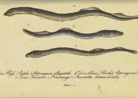 Reproducción/Reproduction 33977812968: Fauna Boica oder gemeinnützige Naturgeschichte der Thiere Bayerns /. Nürnberg :In der C.H. Zeh'schen Buchhandlung,1834.. 