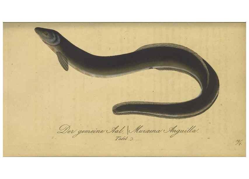 Reproducción/Reproduction 47802995982: Fauna Boica oder gemeinnützige Naturgeschichte der Thiere Bayerns /. Nürnberg :In der C.H. Zeh'schen Buchhandlung,1834.. 