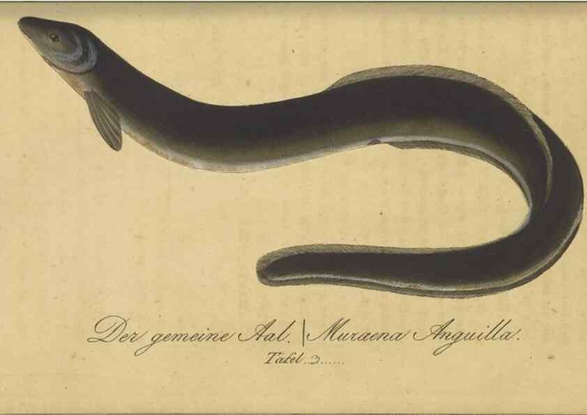 Reproducción/Reproduction 47802995982: Fauna Boica oder gemeinnützige Naturgeschichte der Thiere Bayerns /. Nürnberg :In der C.H. Zeh'schen Buchhandlung,1834.. 