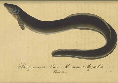 Reproducción/Reproduction 47802995982: Fauna Boica oder gemeinnützige Naturgeschichte der Thiere Bayerns /. Nürnberg :In der C.H. Zeh'schen Buchhandlung,1834.. 