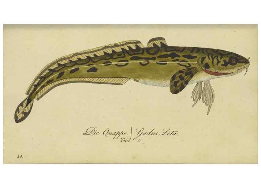 Reproducción/Reproduction 47802996722: Fauna Boica oder gemeinnützige Naturgeschichte der Thiere Bayerns /. Nürnberg :In der C.H. Zeh'schen Buchhandlung,1834.. 