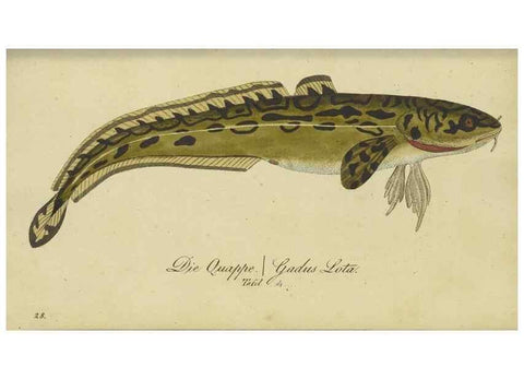 Reproducción/Reproduction 47802996722: Fauna Boica oder gemeinnützige Naturgeschichte der Thiere Bayerns /. Nürnberg :In der C.H. Zeh'schen Buchhandlung,1834.. 
