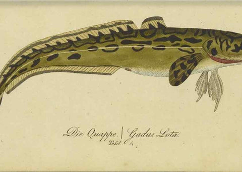 Reproducción/Reproduction 47802996722: Fauna Boica oder gemeinnützige Naturgeschichte der Thiere Bayerns /. Nürnberg :In der C.H. Zeh'schen Buchhandlung,1834.. 