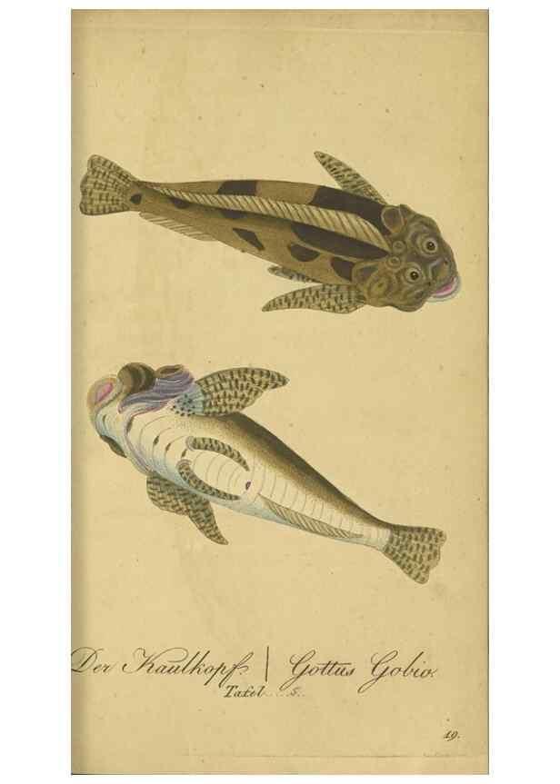 Reproducción/Reproduction 47802997362: Fauna Boica oder gemeinnützige Naturgeschichte der Thiere Bayerns /. Nürnberg :In der C.H. Zeh'schen Buchhandlung,1834.. 
