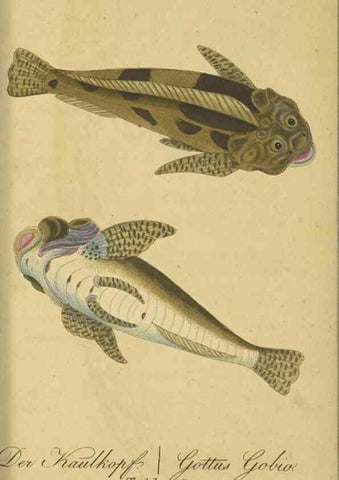 Reproducción/Reproduction 47802997362: Fauna Boica oder gemeinnützige Naturgeschichte der Thiere Bayerns /. Nürnberg :In der C.H. Zeh'schen Buchhandlung,1834.. 