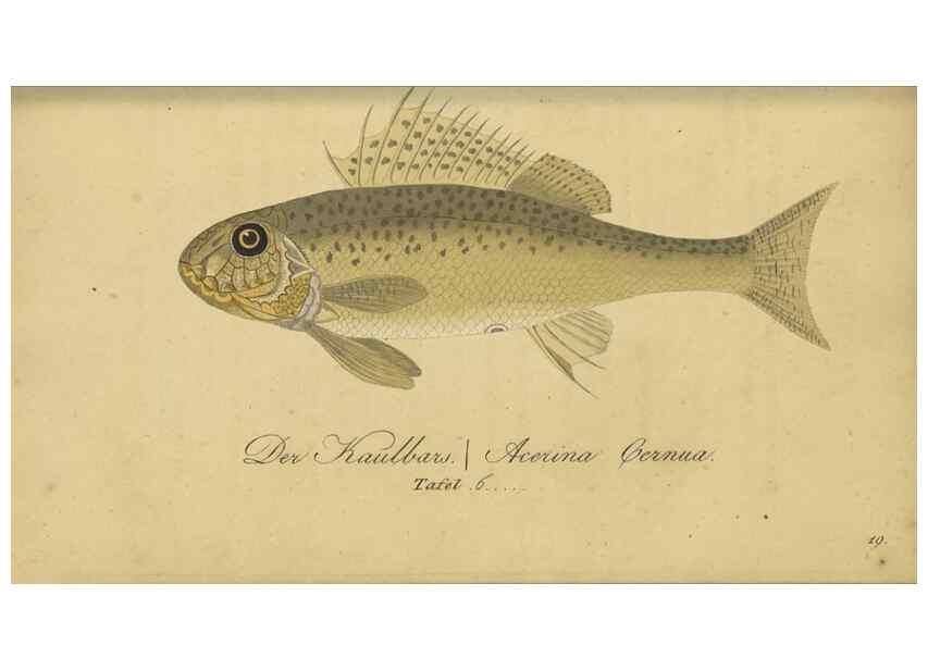 Reproducción/Reproduction 46938859915: Fauna Boica oder gemeinnützige Naturgeschichte der Thiere Bayerns /. Nürnberg :In der C.H. Zeh'schen Buchhandlung,1834.. 