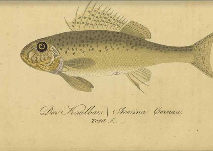 Reproducción/Reproduction 46938859915: Fauna Boica oder gemeinnützige Naturgeschichte der Thiere Bayerns /. Nürnberg :In der C.H. Zeh'schen Buchhandlung,1834.. 