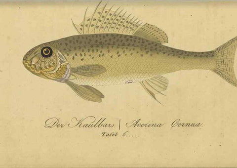 Reproducción/Reproduction 46938859915: Fauna Boica oder gemeinnützige Naturgeschichte der Thiere Bayerns /. Nürnberg :In der C.H. Zeh'schen Buchhandlung,1834.. 