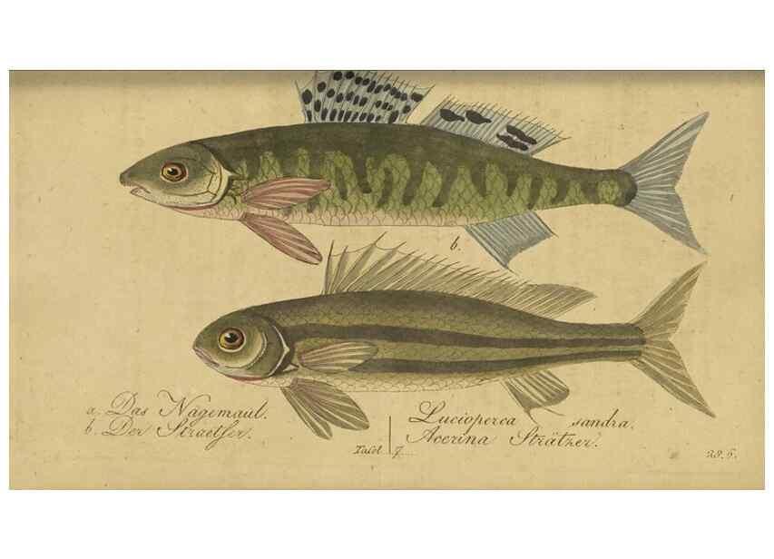 Reproducción/Reproduction 47065705684: Fauna Boica oder gemeinnützige Naturgeschichte der Thiere Bayerns /. Nürnberg :In der C.H. Zeh'schen Buchhandlung,1834.. 
