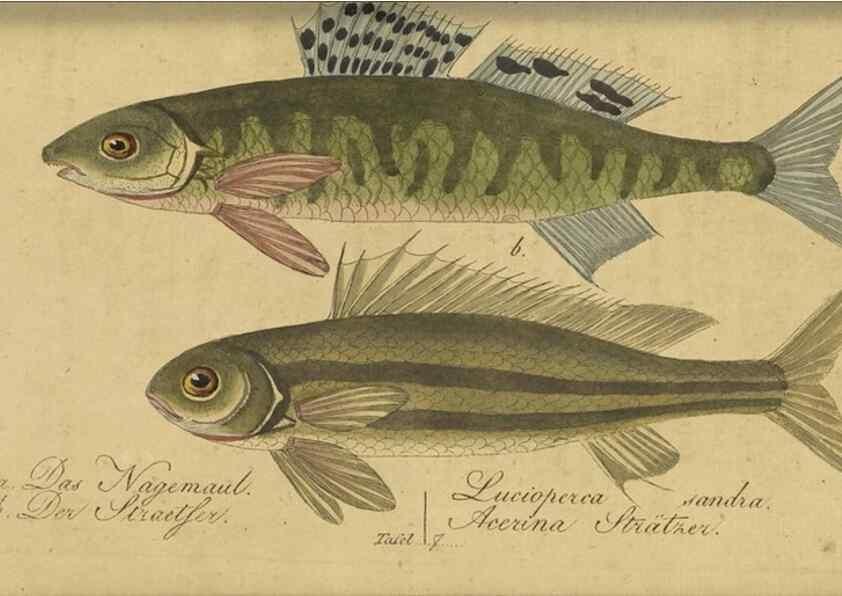 Reproducción/Reproduction 47065705684: Fauna Boica oder gemeinnützige Naturgeschichte der Thiere Bayerns /. Nürnberg :In der C.H. Zeh'schen Buchhandlung,1834.. 