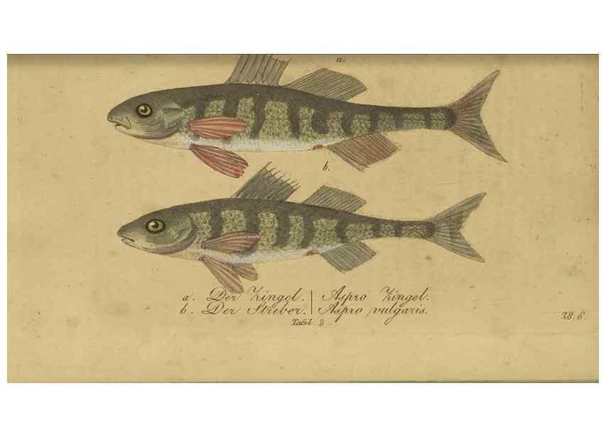 Reproducción/Reproduction 47802998872: Fauna Boica oder gemeinnützige Naturgeschichte der Thiere Bayerns /. Nürnberg :In der C.H. Zeh'schen Buchhandlung,1834.. 
