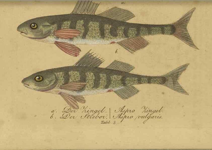 Reproducción/Reproduction 47802998872: Fauna Boica oder gemeinnützige Naturgeschichte der Thiere Bayerns /. Nürnberg :In der C.H. Zeh'schen Buchhandlung,1834.. 