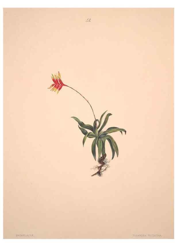Reproducción/Reproduction 40881260923: Brazilian flowers drawn from nature in the years 1880-1882,. Coombe Croft,1893.. 