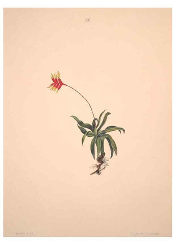 Reproducción/Reproduction 40881260923: Brazilian flowers drawn from nature in the years 1880-1882,. Coombe Croft,1893.. 