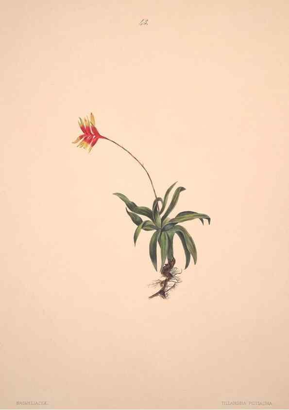 Reproducción/Reproduction 40881260923: Brazilian flowers drawn from nature in the years 1880-1882,. Coombe Croft,1893.. 