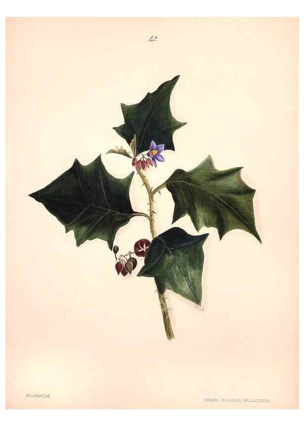 Reproducción/Reproduction 40881260563: Brazilian flowers drawn from nature in the years 1880-1882,. Coombe Croft,1893.. 