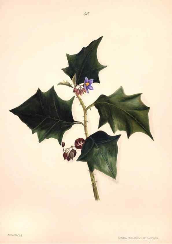 Reproducción/Reproduction 40881260563: Brazilian flowers drawn from nature in the years 1880-1882,. Coombe Croft,1893.. 