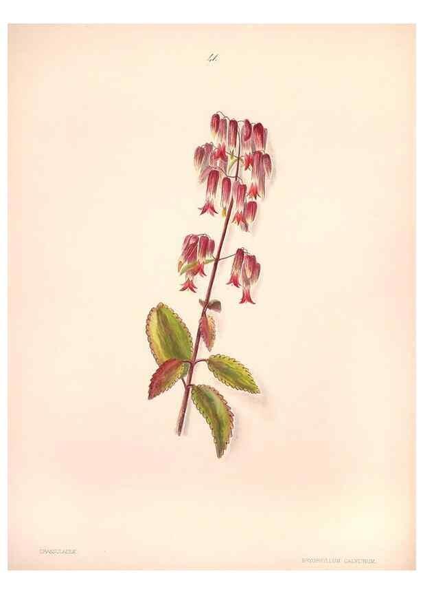 Reproducción/Reproduction 33970694768: Brazilian flowers drawn from nature in the years 1880-1882,. Coombe Croft,1893.. 