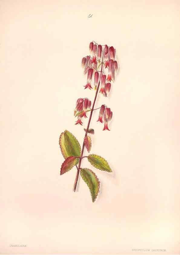Reproducción/Reproduction 33970694768: Brazilian flowers drawn from nature in the years 1880-1882,. Coombe Croft,1893.. 