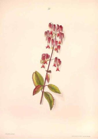 Reproducción/Reproduction 33970694768: Brazilian flowers drawn from nature in the years 1880-1882,. Coombe Croft,1893.. 