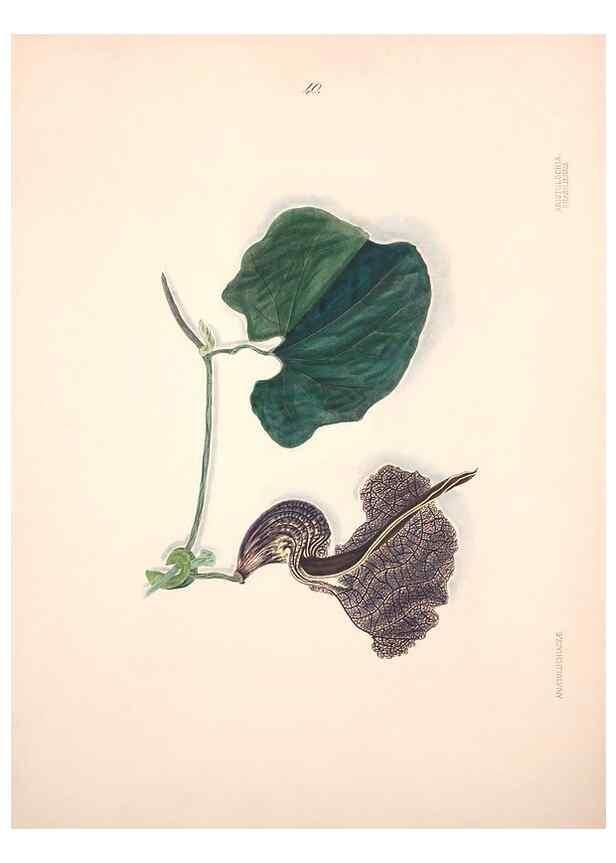 Reproducción/Reproduction 33970694238: Brazilian flowers drawn from nature in the years 1880-1882,. Coombe Croft,1893.. 
