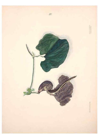 Reproducción/Reproduction 33970694238: Brazilian flowers drawn from nature in the years 1880-1882,. Coombe Croft,1893.. 